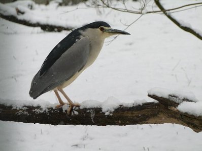 Vogel sitzt auf einem Ast