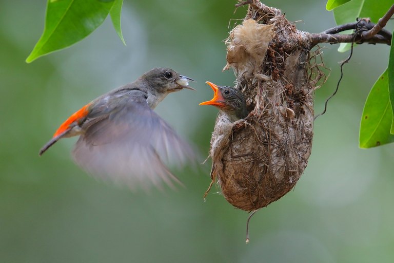 Kolibri beim Füttern seiner Jungen