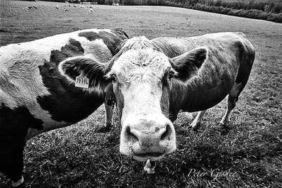 eine Kuh auf der Weide, die direkt in die Kamera schaut