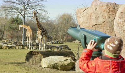 ein Kind beobachtet Giraffen