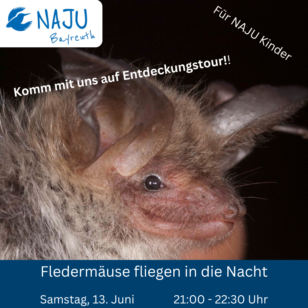 Fledermaus