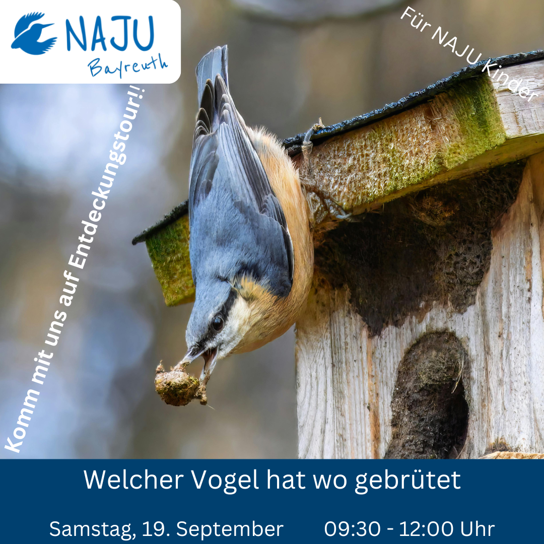 Vogel auf einem Vogelhäuschen