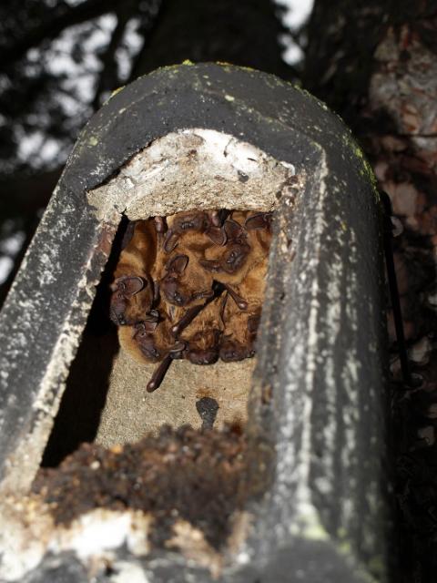 Fledermaeuse