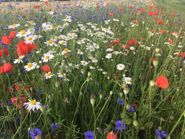 Blumenwiese mit Kamille und Mohnblumen