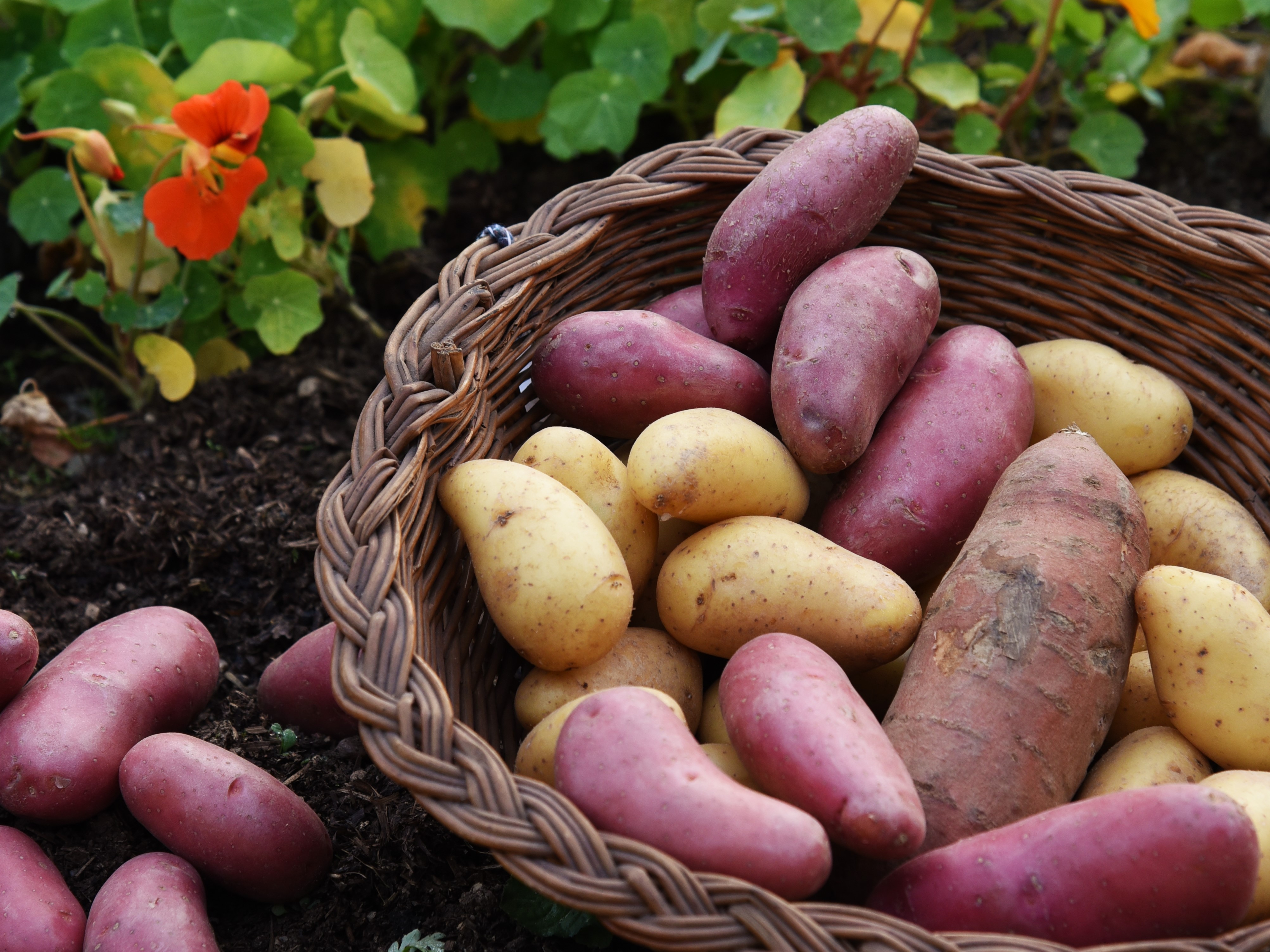 Korb mit verschiedenen Kartoffelsorten