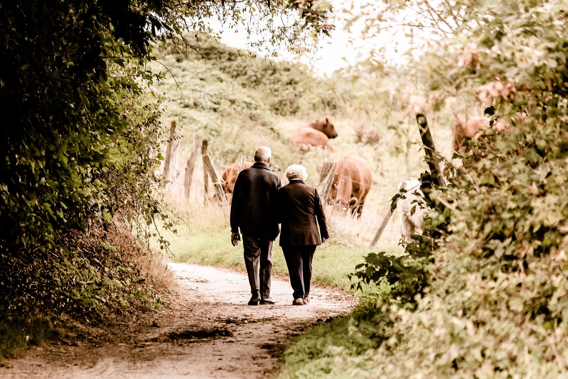 zwei Senioren, die auf einem Weg in Richtung einer Wiese mit Kuehen gehen