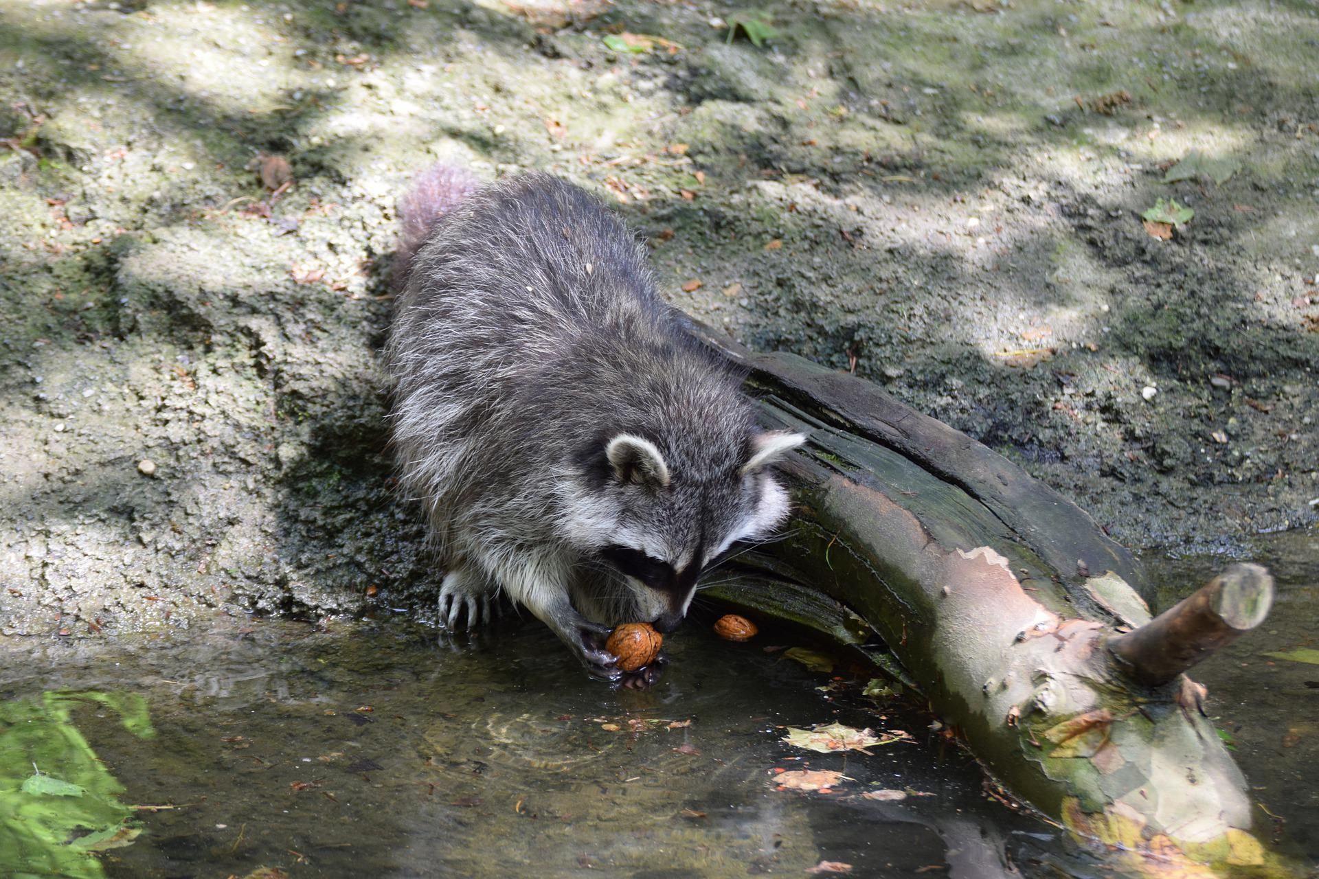 waschbaer im wasser